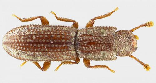 Réf. 252 113 : Langelandia exigua